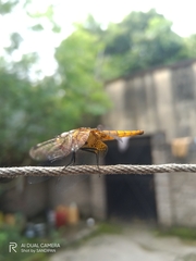 Aethriamanta brevipennis