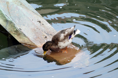 Anas platyrhynchos