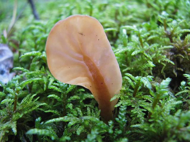 Spathulariopsis