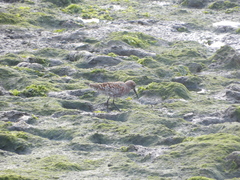 Calidris ferruginea
