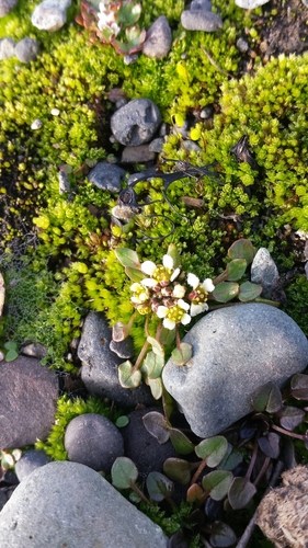 greenland cochlearia