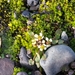 Greenland Cochlearia - Photo (c) M. A. Naturalist, some rights reserved (CC BY-NC), uploaded by M. A. Naturalist