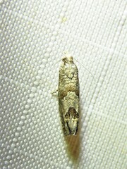 Pelochrista consobrinana