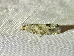 Pelochrista consobrinana