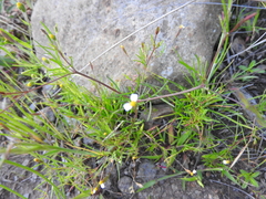Tagetes filifolia