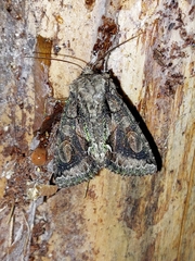 Allophyes oxyacanthae