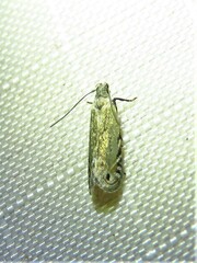 Battaristis nigratomella