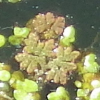Azolla