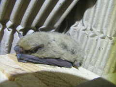 Pipistrellus