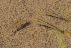 Poecilia latipinna