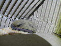Pipistrellus