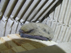 Pipistrellus