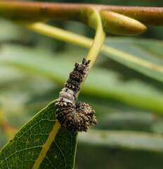Limenitis
