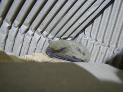 Pipistrellus