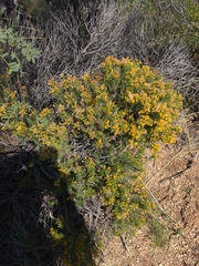 Ericameria laricifolia