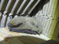Pipistrellus