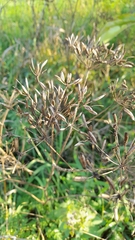 Chaerophyllum bulbosum