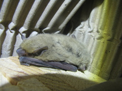 Pipistrellus