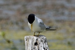Sternula superciliaris