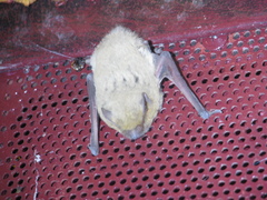 Pipistrellus