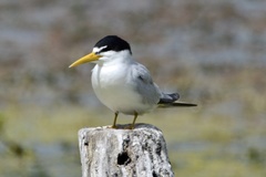 Sternula superciliaris