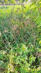 Chaerophyllum bulbosum