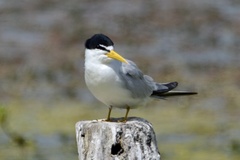 Sternula superciliaris