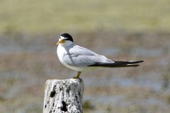 Sternula superciliaris