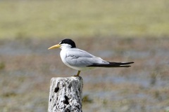 Sternula superciliaris