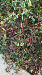 Portulaca oleracea