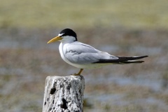 Sternula superciliaris