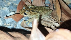 Osteopilus dominicensis