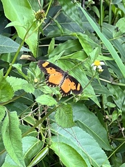 Acraea bonasia