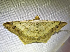 Psamatodes abydata