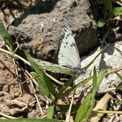 Tatochila