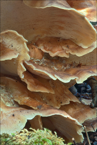 Giant Polypore