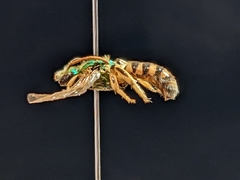 Agapostemon texanus