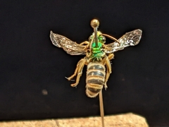 Agapostemon texanus