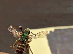 Agapostemon texanus