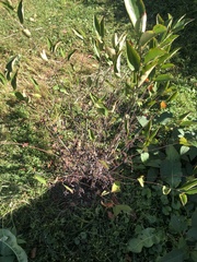 Aronia arbutifolia