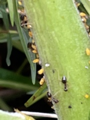 Aphis nerii