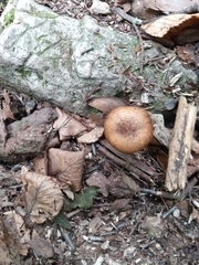 Armillaria sinapina