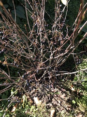 Aronia arbutifolia