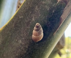 Choanopomops largillierti