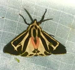 Apantesis phalerata