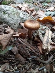 Armillaria sinapina