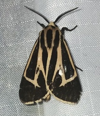 Apantesis phalerata