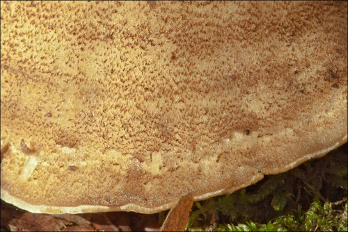 Giant Polypore