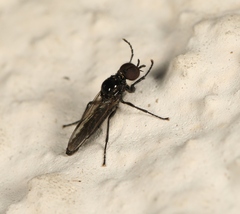 Dilophus febrilis