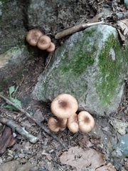 Armillaria sinapina